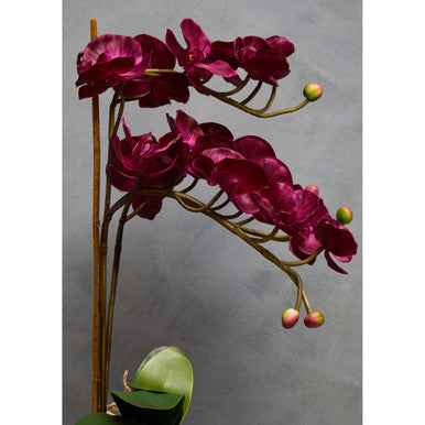 Fiori Aubergine Orchid Plant