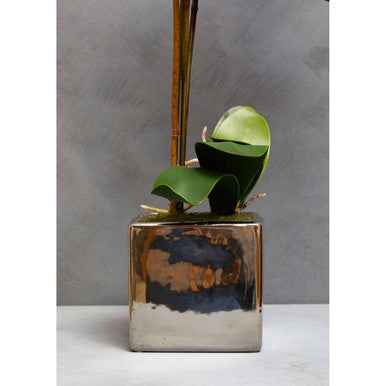 Fiori Aubergine Orchid Plant