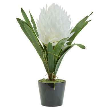 Fiori White Tropical Plant