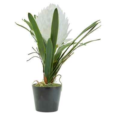 Fiori White Tropical Plant