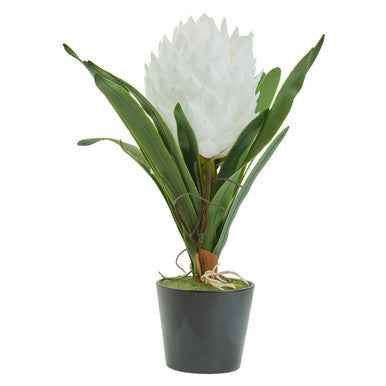 Fiori White Tropical Plant