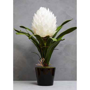 Fiori White Tropical Plant