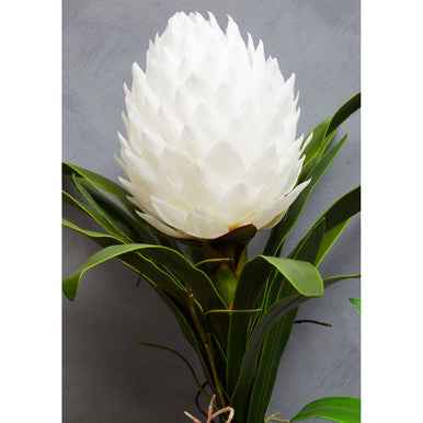 Fiori White Tropical Plant