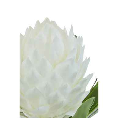 Fiori White Tropical Plant