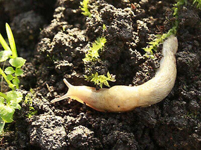 Slug Control Nematodes (40 sqm)