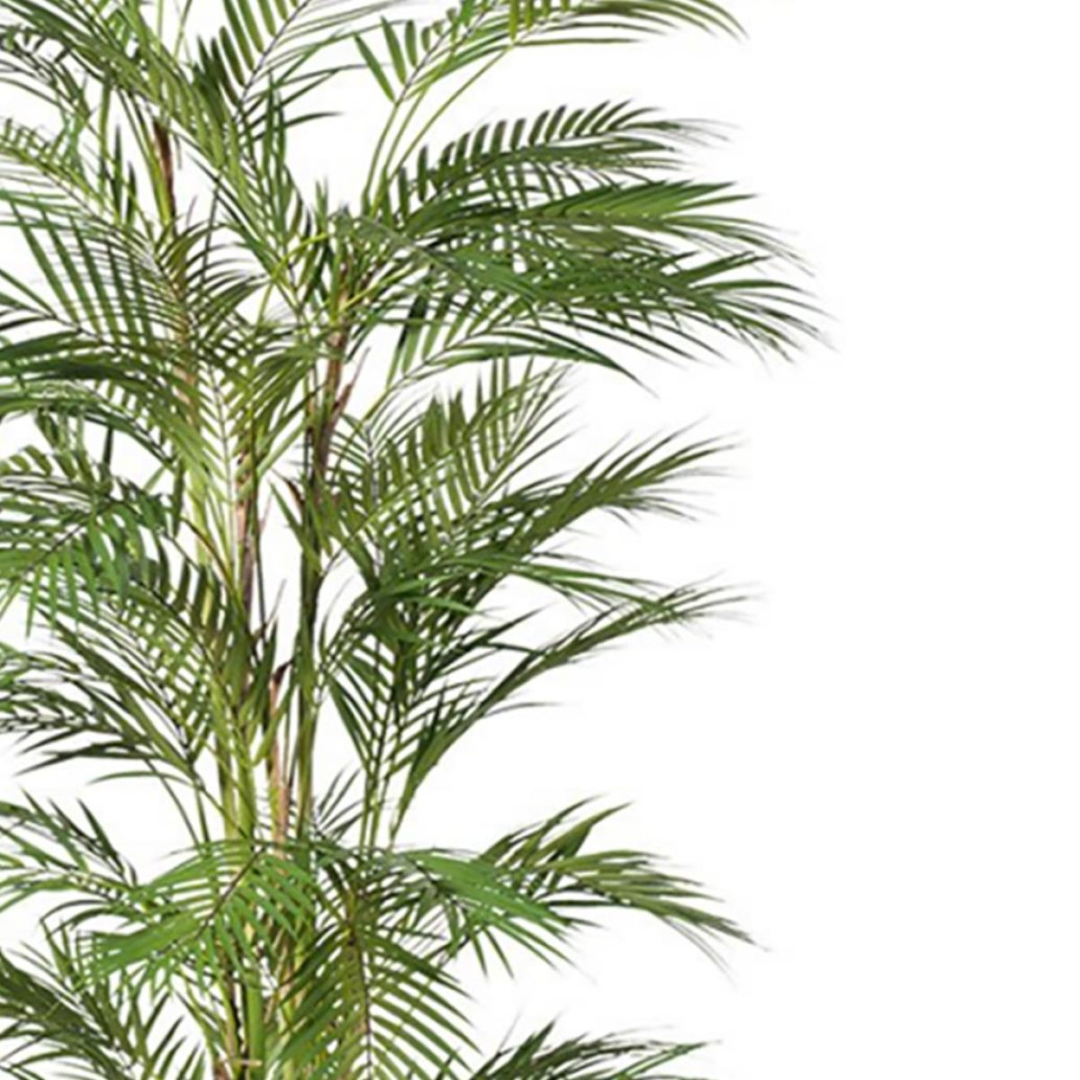 180cm Areca Palm Artificial UV Resistant