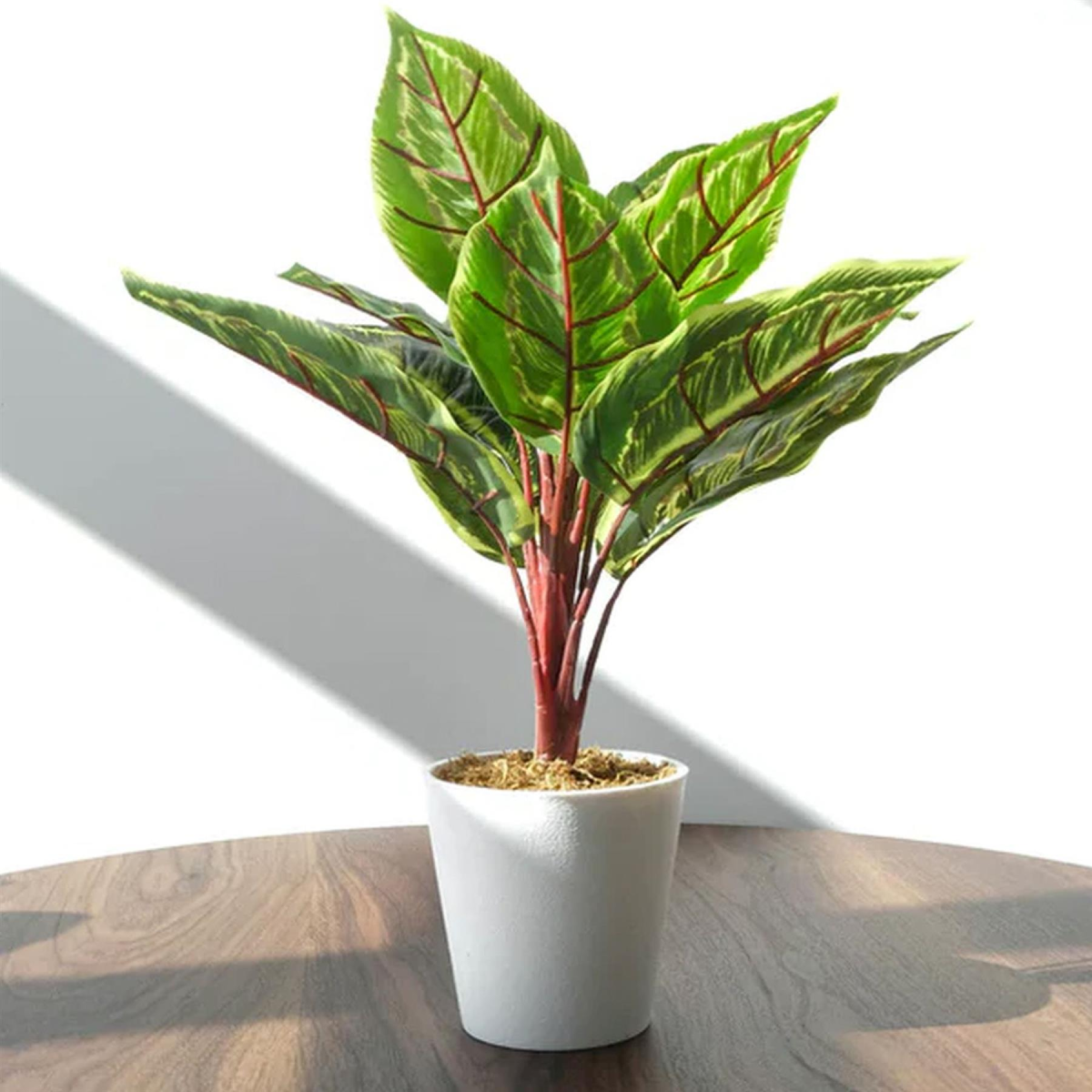 38cm Potted Artificial Calathea Veitchiane