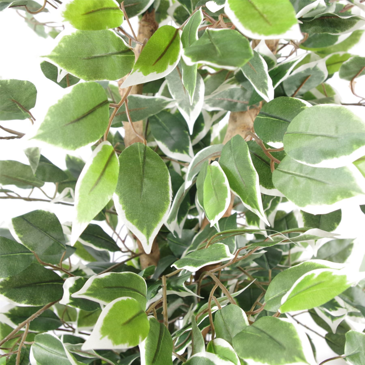 130cm Variegated White/Green Bushy Ficus Tree Gold Metal Planter