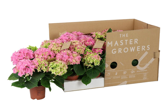 Hydrangea Macrophylla Sarena