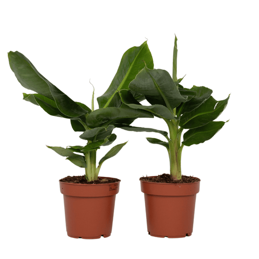 Banana Plant - 2 pcs. - Musa 'Oriental Dwarf' - Height 25-40cm - ⌀12cm