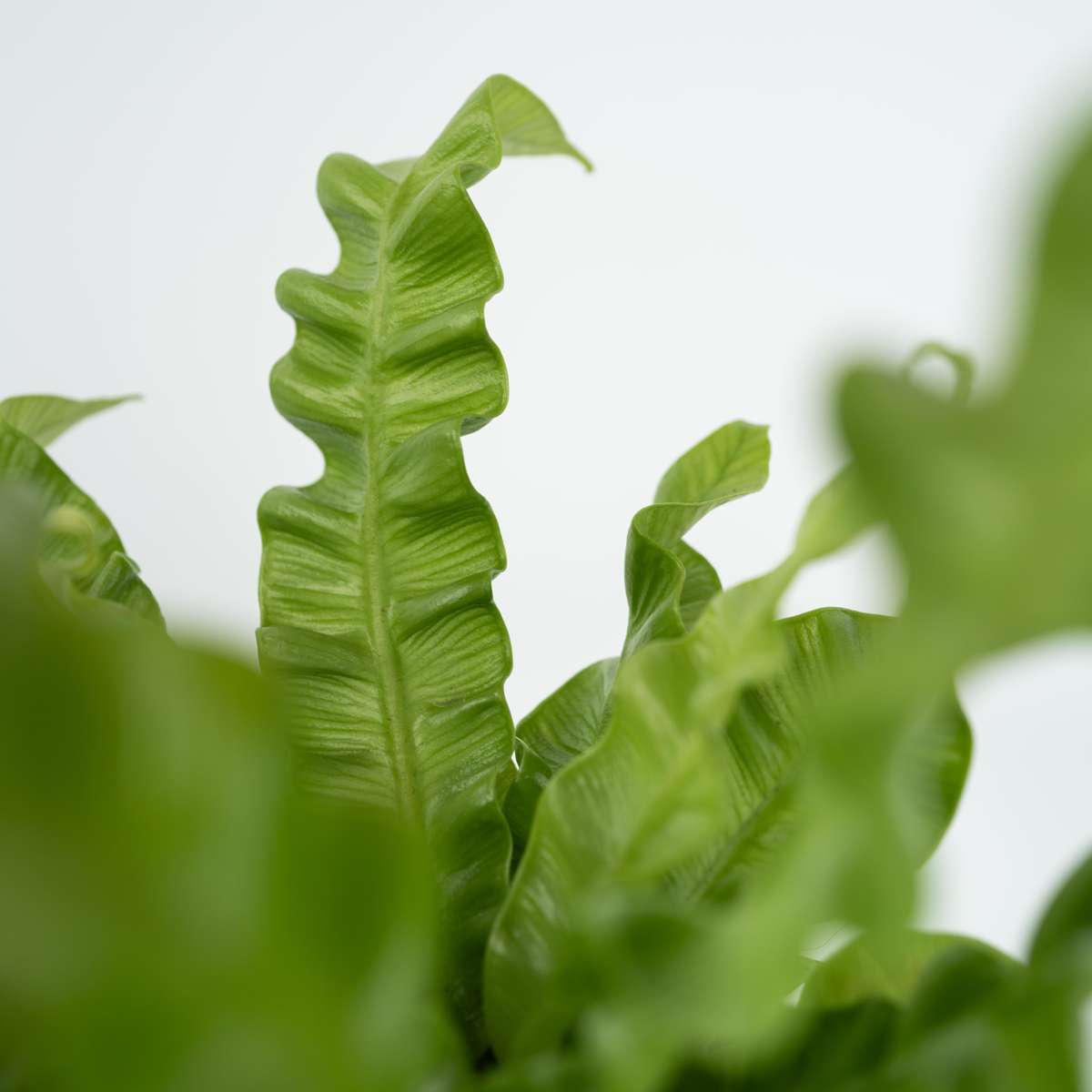 Bird's nest fern - 2 pcs. - Asplenium nidus 'Crispy Wave' - H25-40cm - ⌀12cm