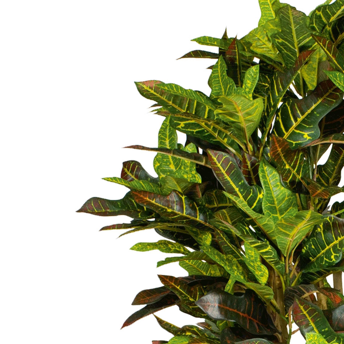 150cm Artificial Croton Tree