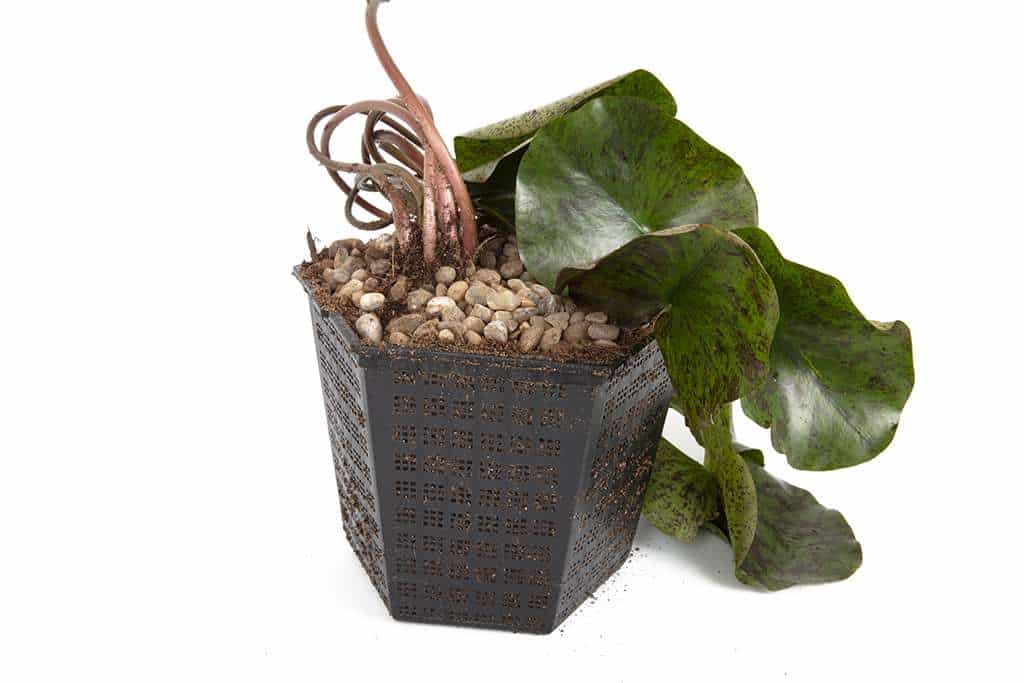 Clyde Ikins water lily - pond plants - LW06