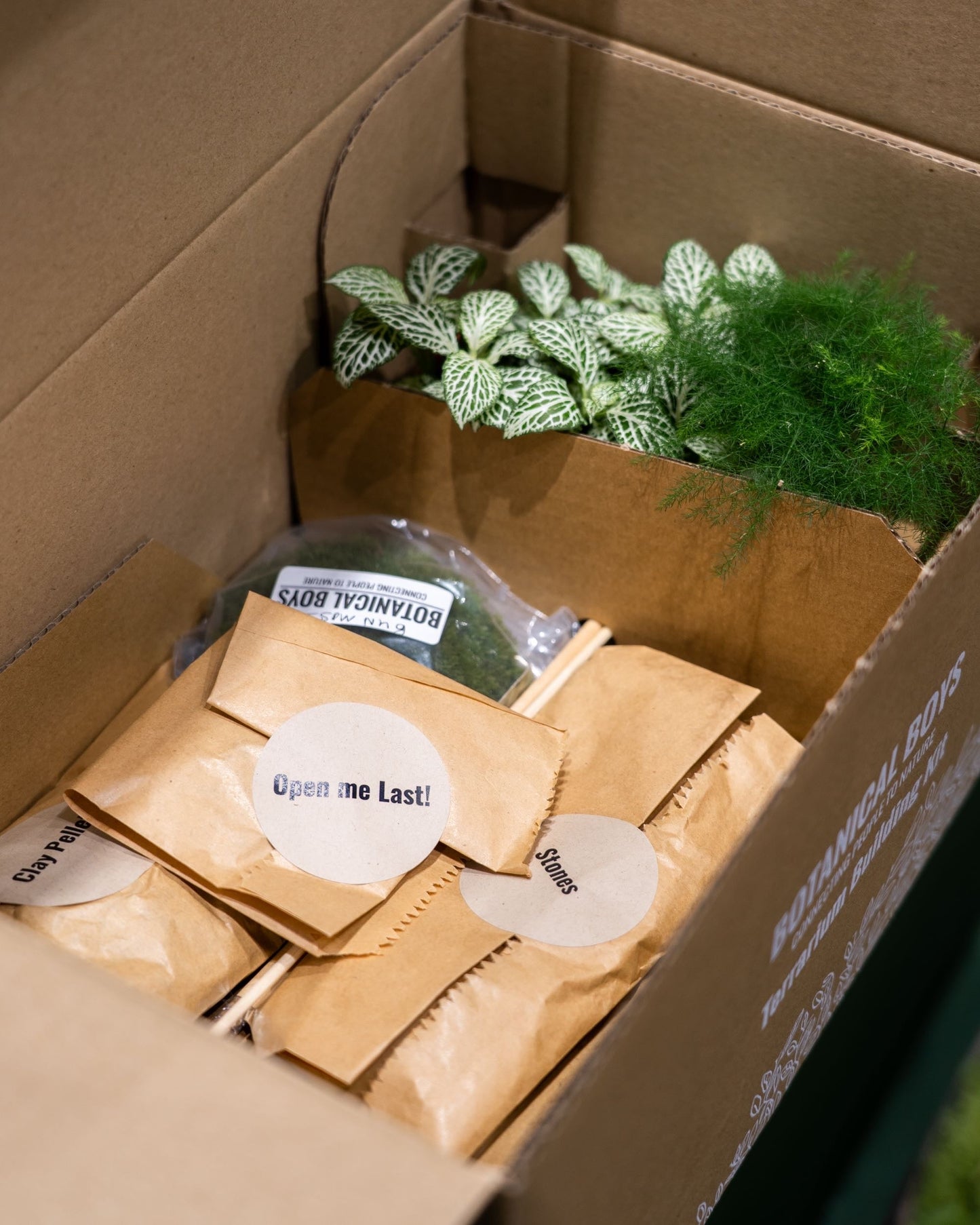 Large glass egg terrarium kit - 26cm