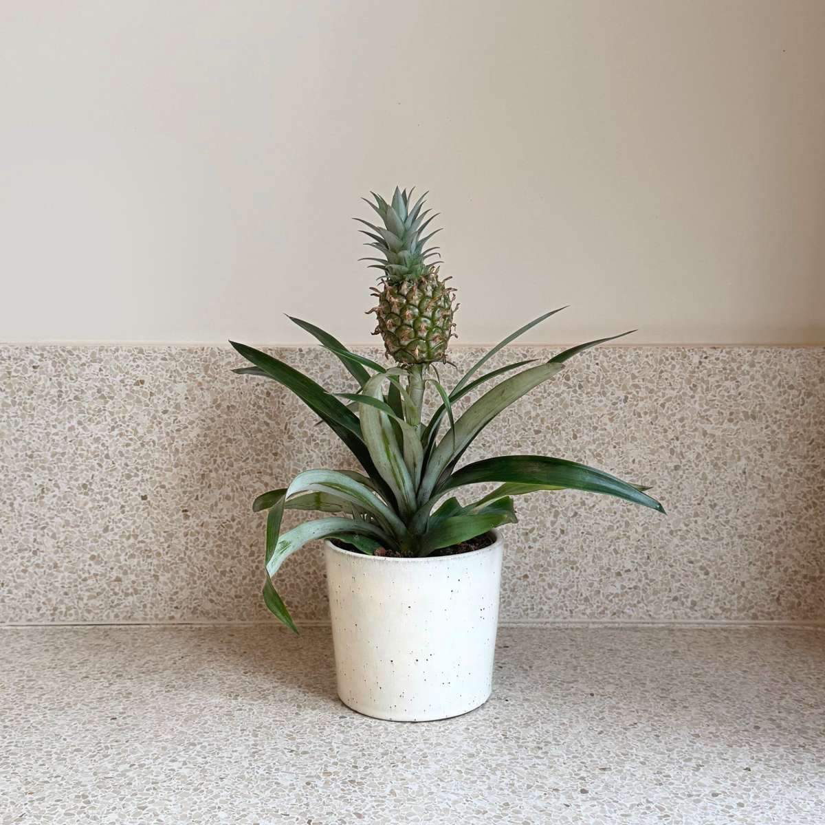 Miniature Pineapple plant - Ananas comosus 'Mi Amigo' - Height 35-45cm - ⌀12cm