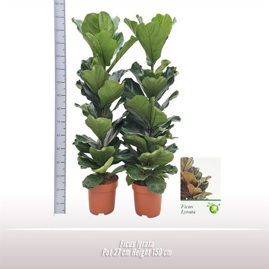 Ficus Lyrata 1pp