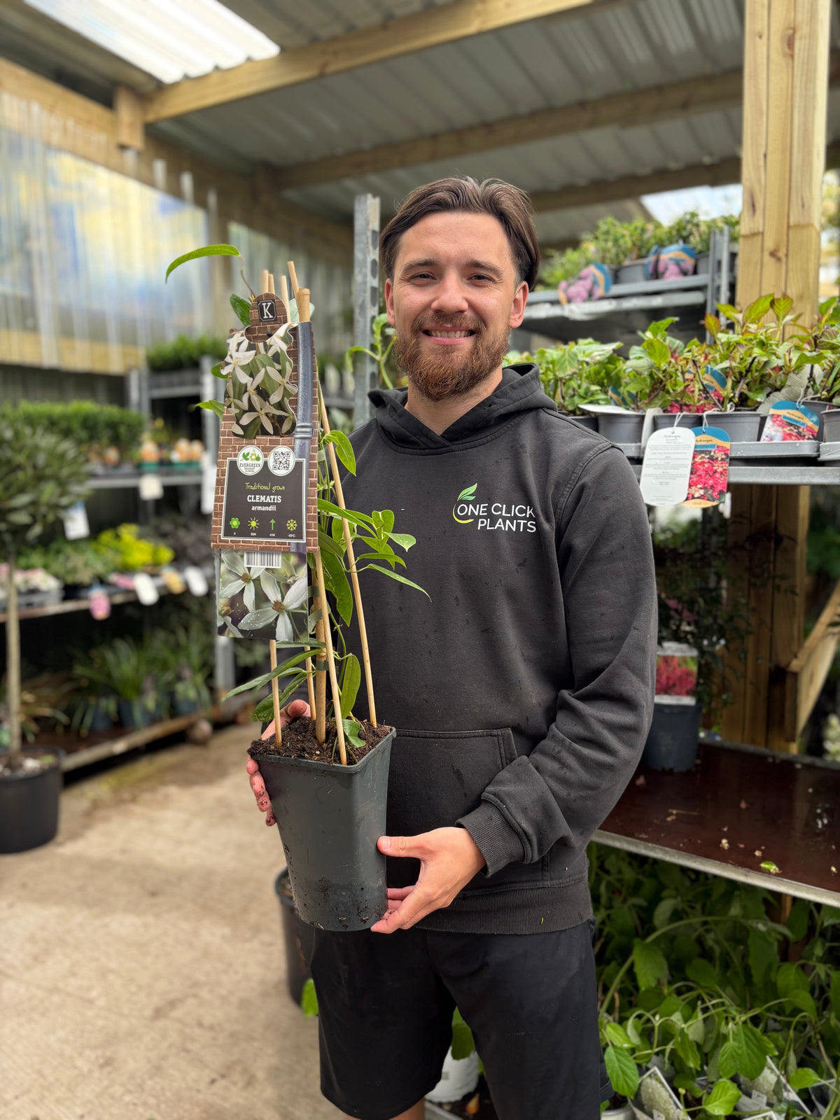 Clematis armandii (Evergreen and Fragrant) 70-90cm