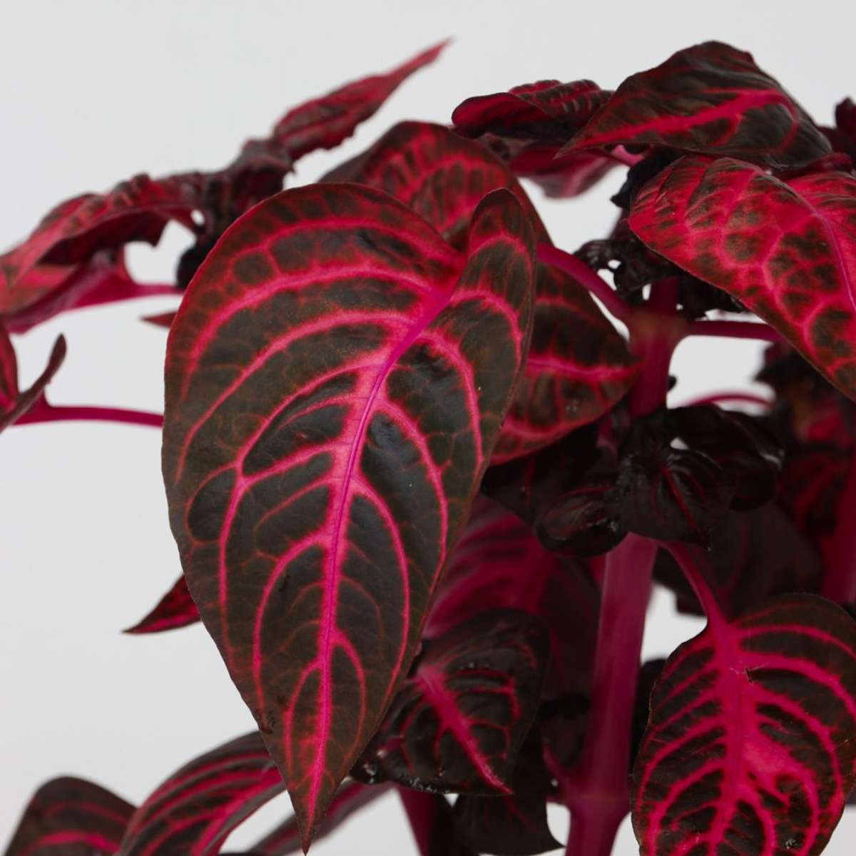 Bloodleaf plant - Iresine herbstii - Height 20-30cm - ⌀13cm