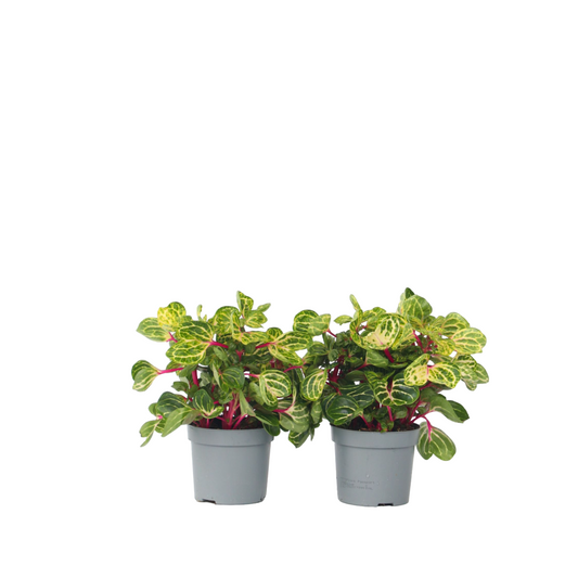 Bloodleaf plant - 2 pcs. - Iresine herbstii - Height 20-30cm - ⌀13cm