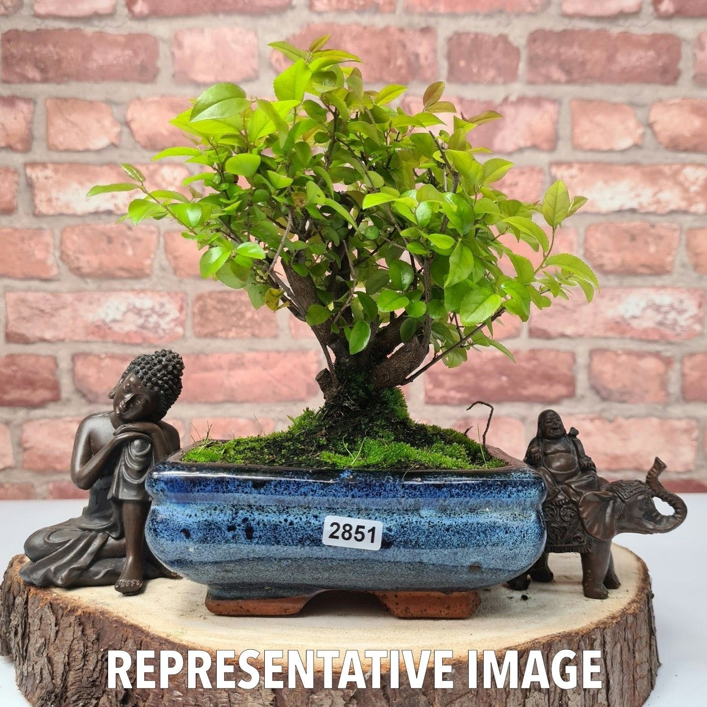 Bird Plum (Sageretia) Bonsai Tree | Broom | In 15cm Pot