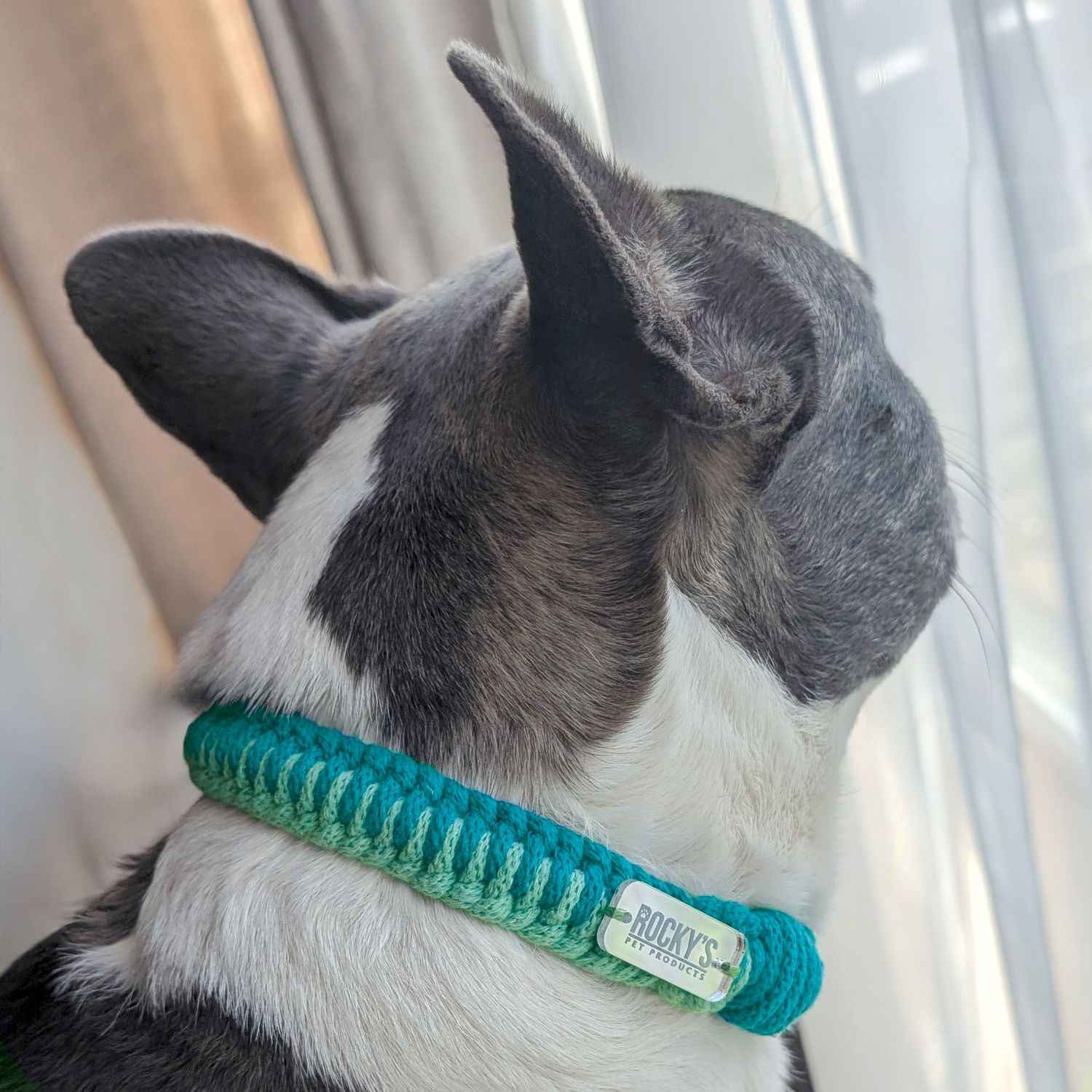 Make Your Own Dog Collar & Friendship Bracelet Craft Kit - MINT