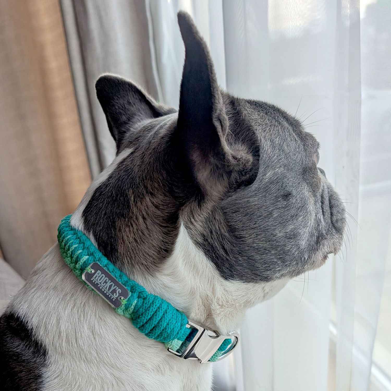 Make Your Own Dog Collar & Friendship Bracelet Craft Kit - MINT
