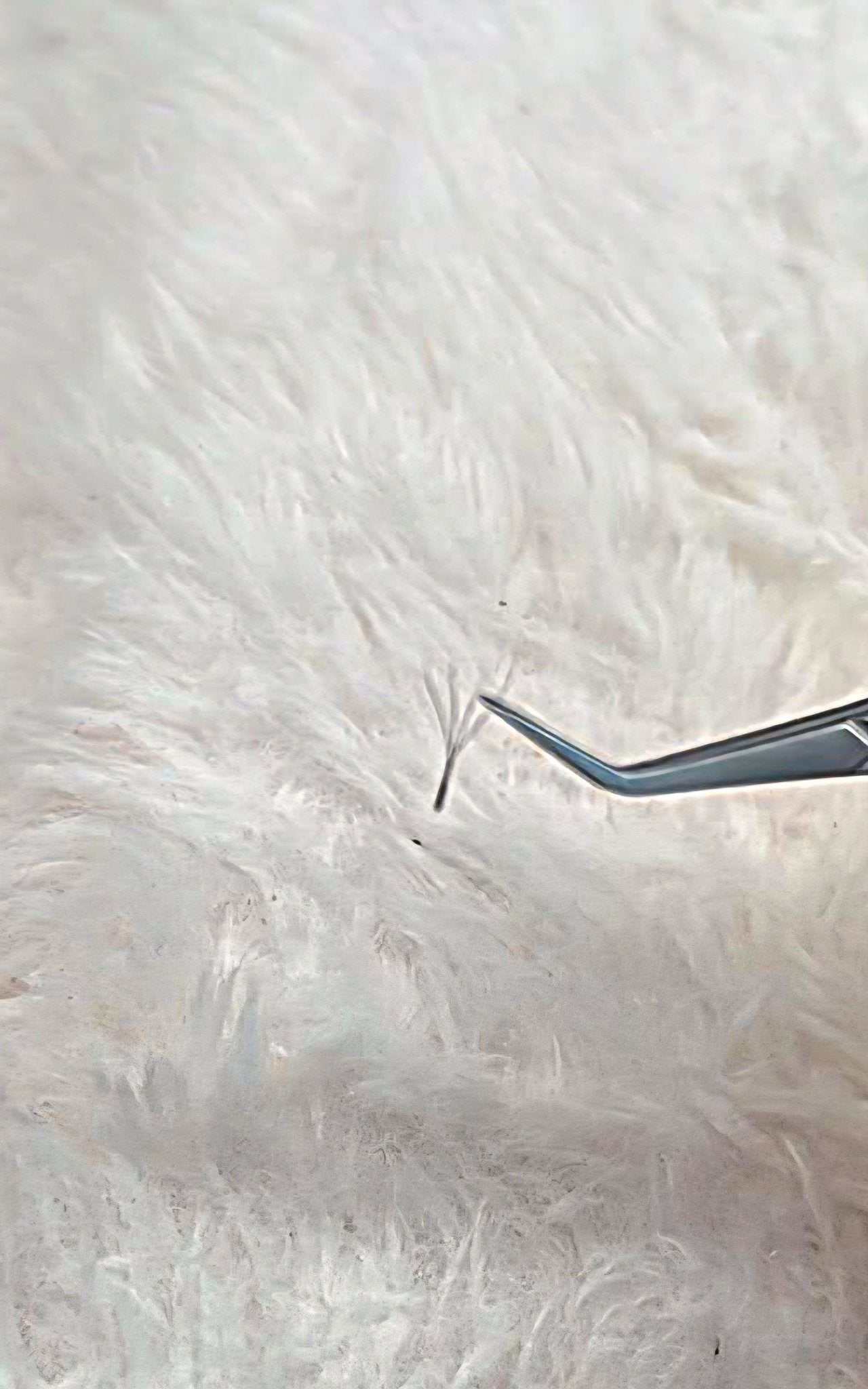 4D Clover Lash Single Length