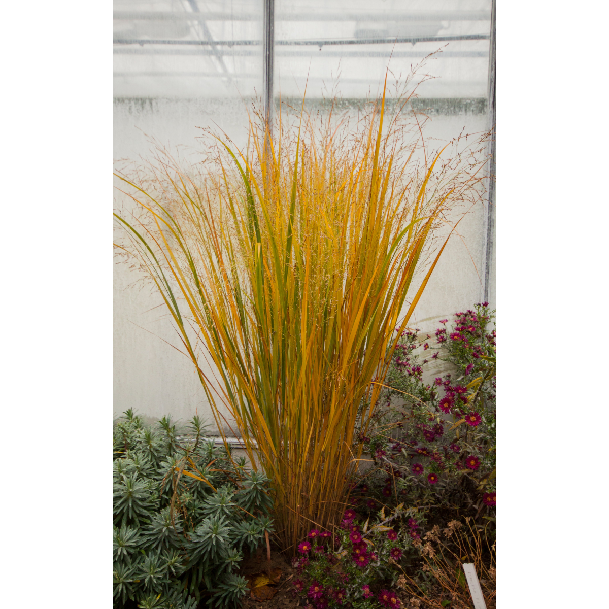 Panicum virigatum Northwind 9cm / 2L / 12L
