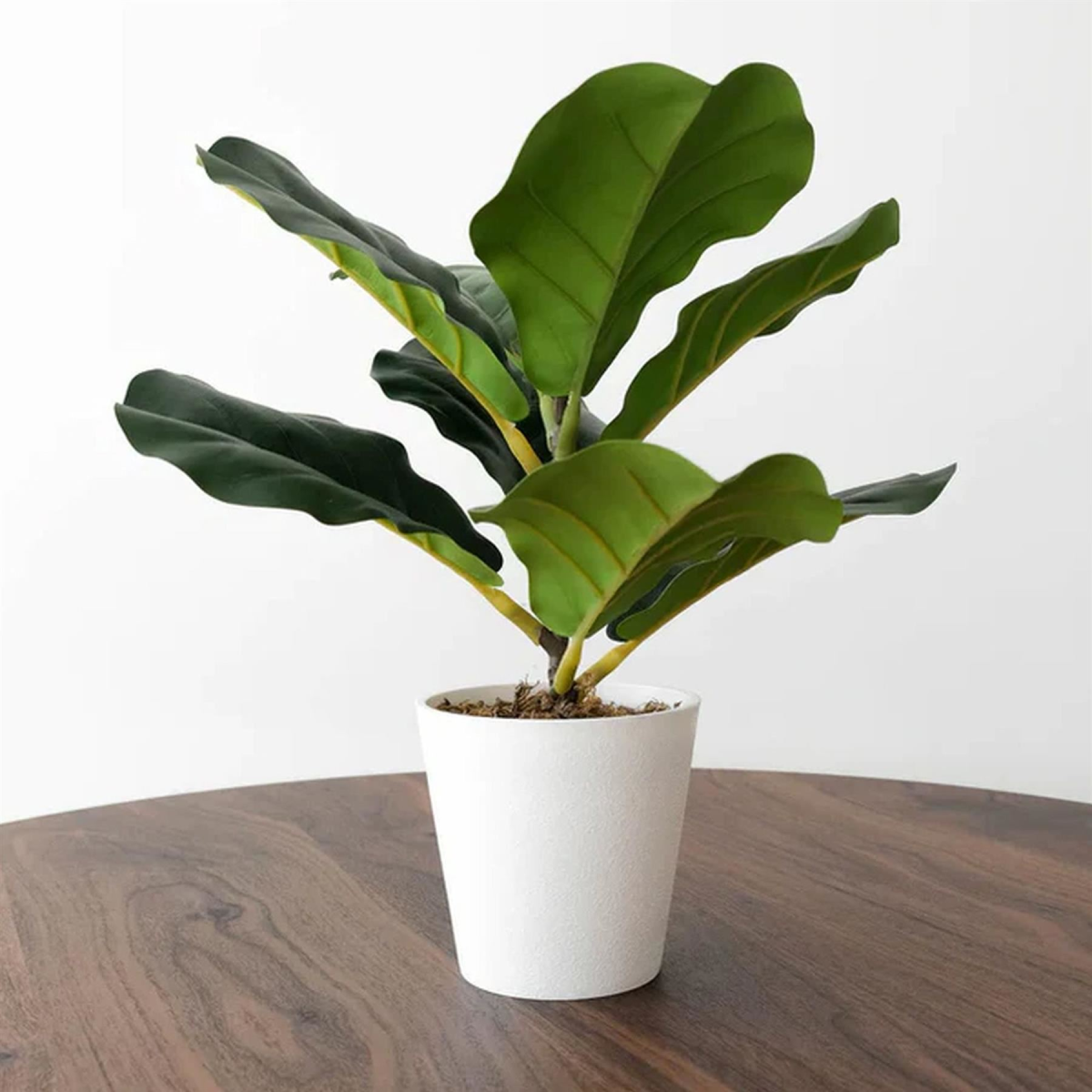 Pack of 6 x 38cm Potted Fiddle Fig Plant