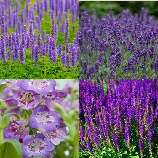 4 x Purple Flowering Perennials 9cm Pots