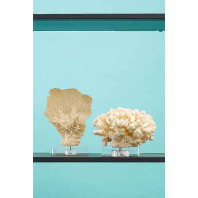 Boho Large White Coral