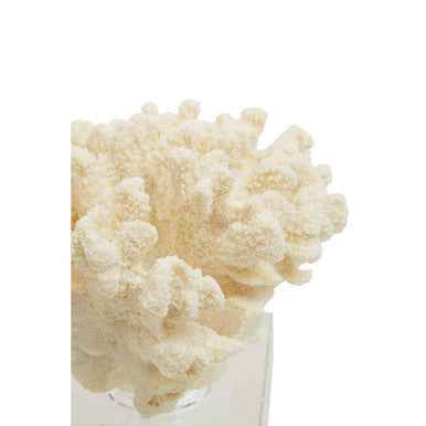 Boho Large White Coral