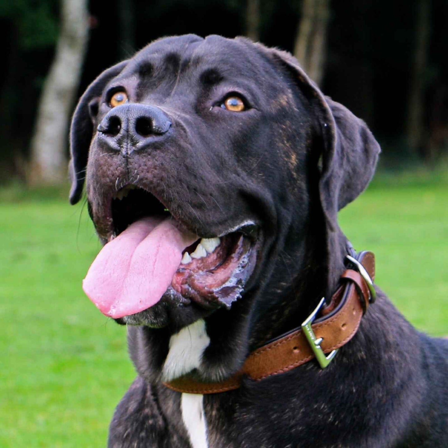 Vintage Padded Leather Collar