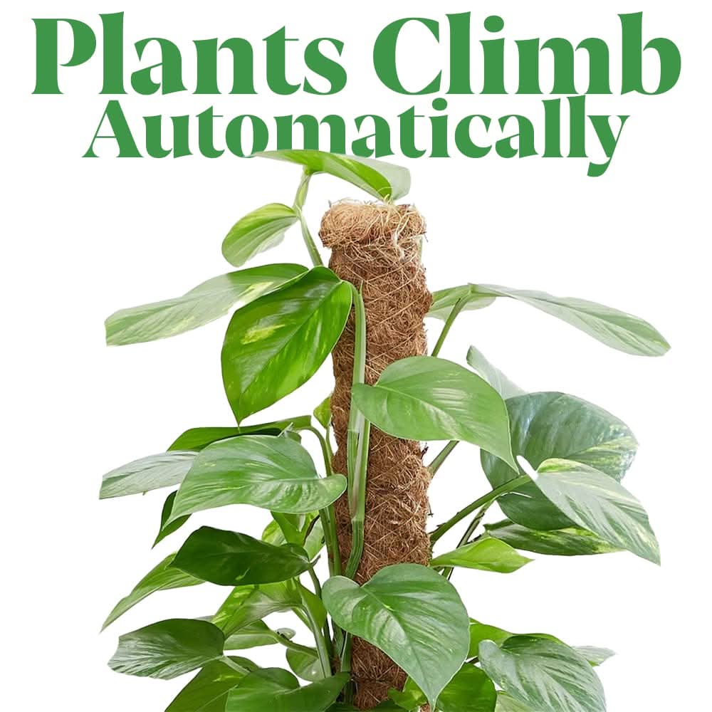 4pc Moss Coir Pole Plant Supports - Fibre Sticks with Spikes