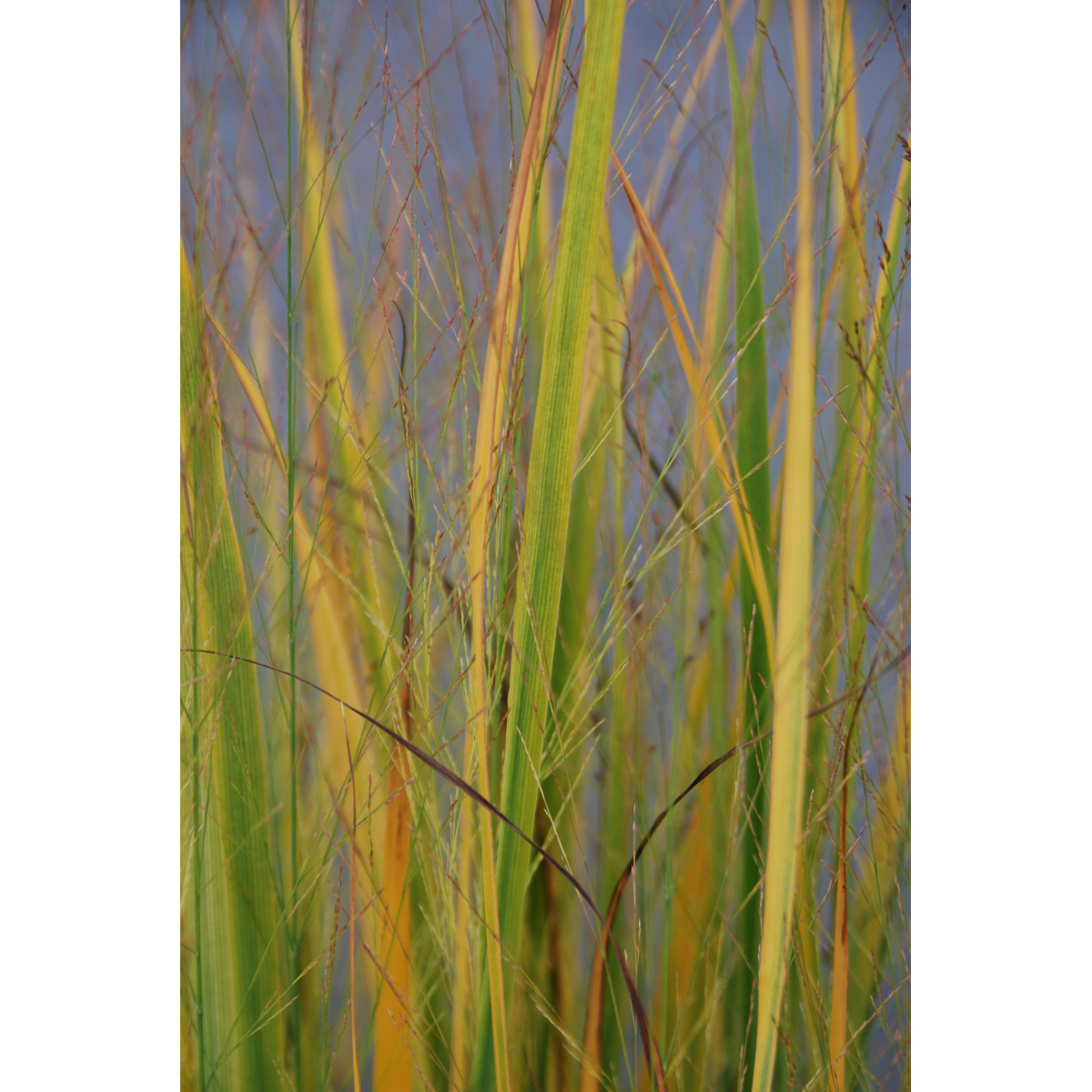 Panicum virigatum Northwind 9cm / 2L / 12L