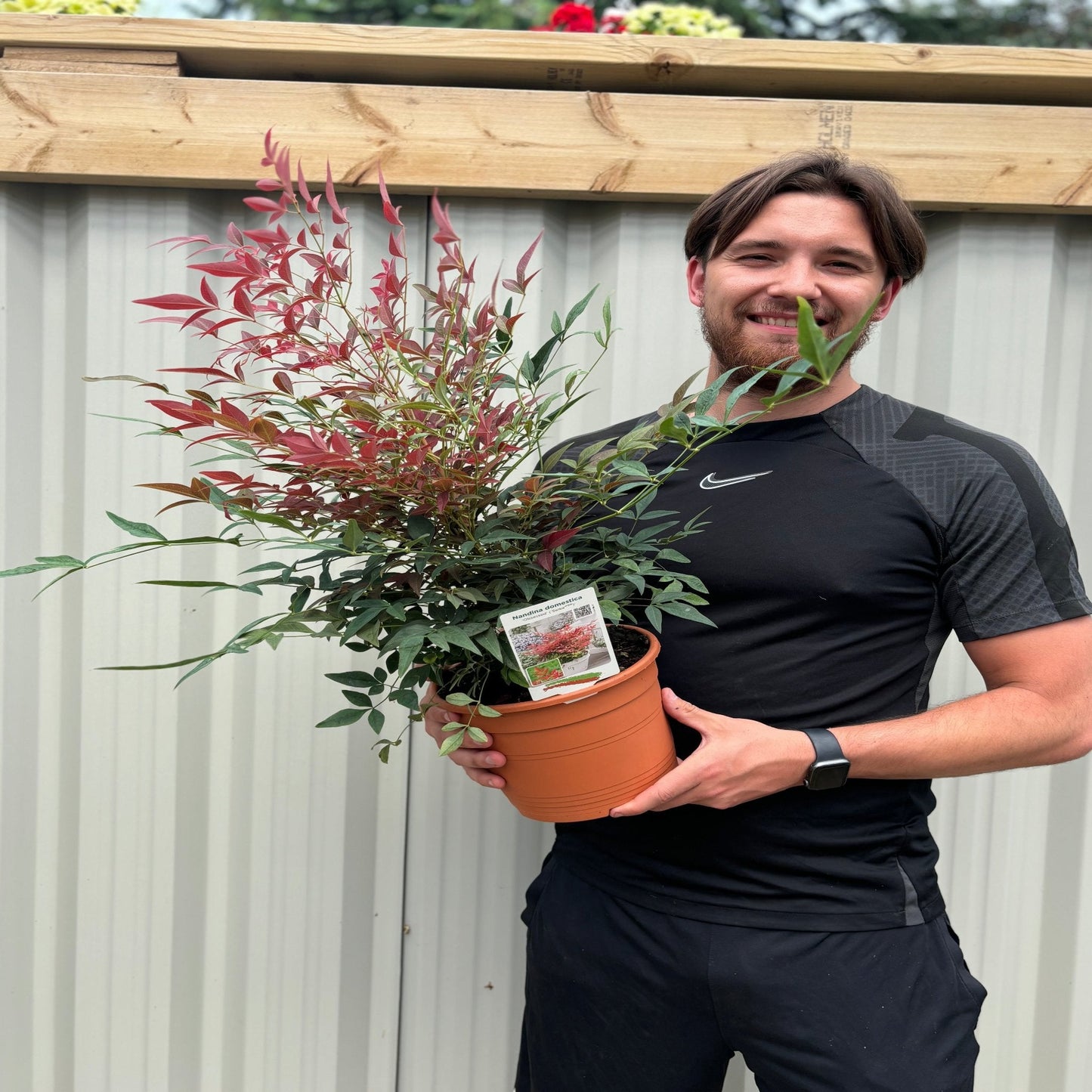 Nandina domestica 'Obsessed' 9cm / 3L / 10: