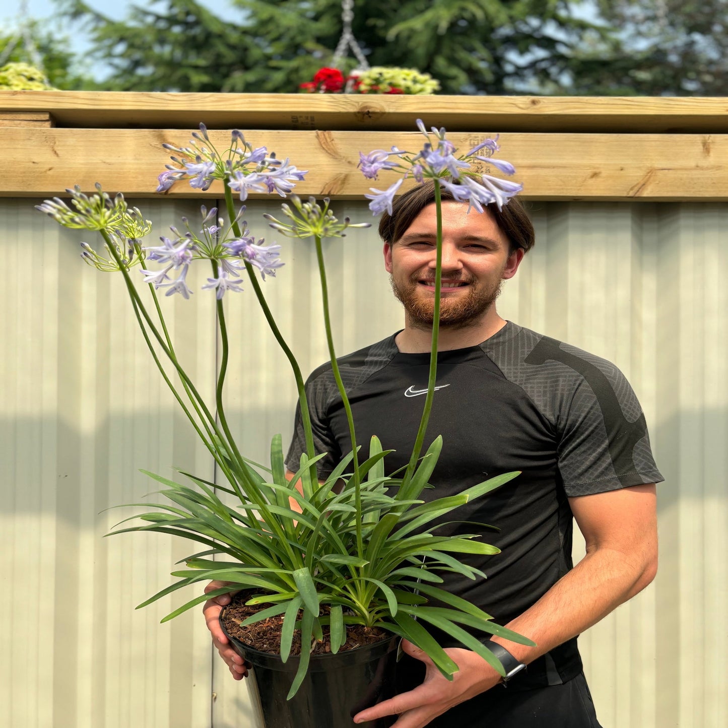 Agapanthus 'Dr Brouwer' 5L