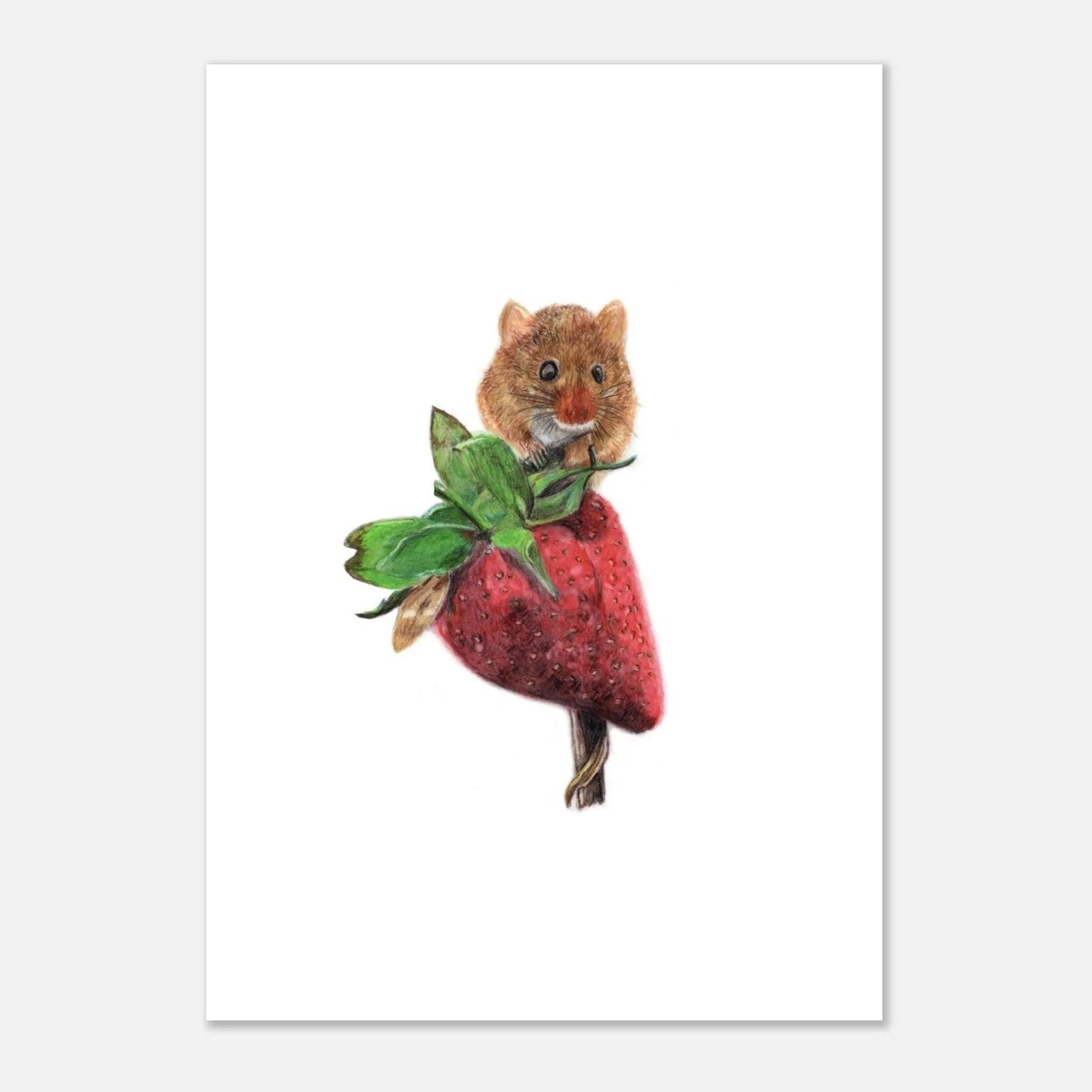 Harvest Mouse Artwork Print – Hand-Drawn Wildlife Wall Art (A4)