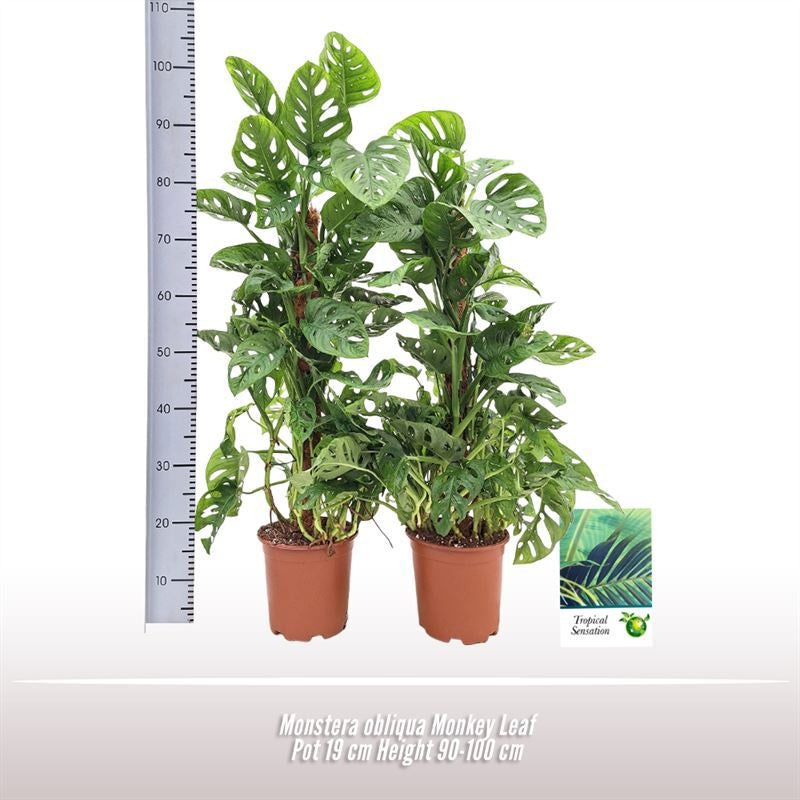 Monstera Ob Monkey Leaf