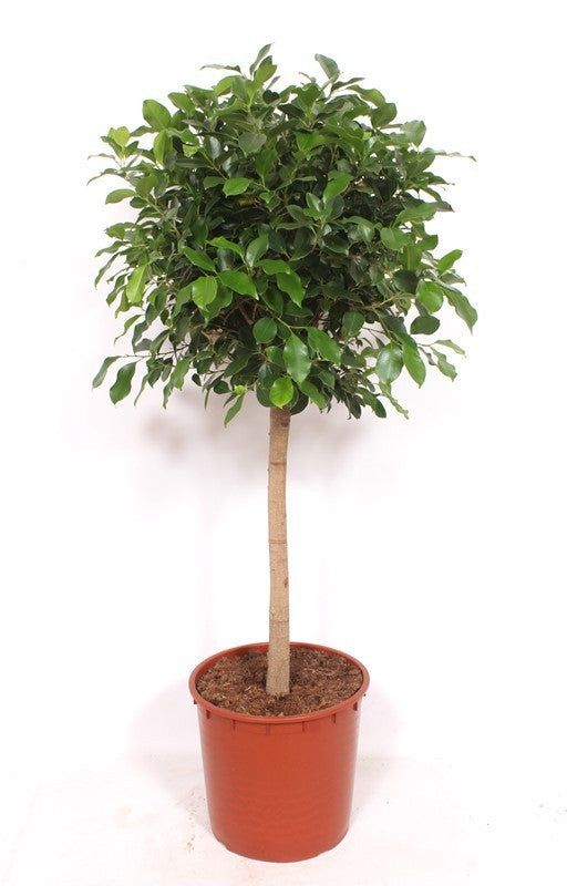 Ficus Nitida
