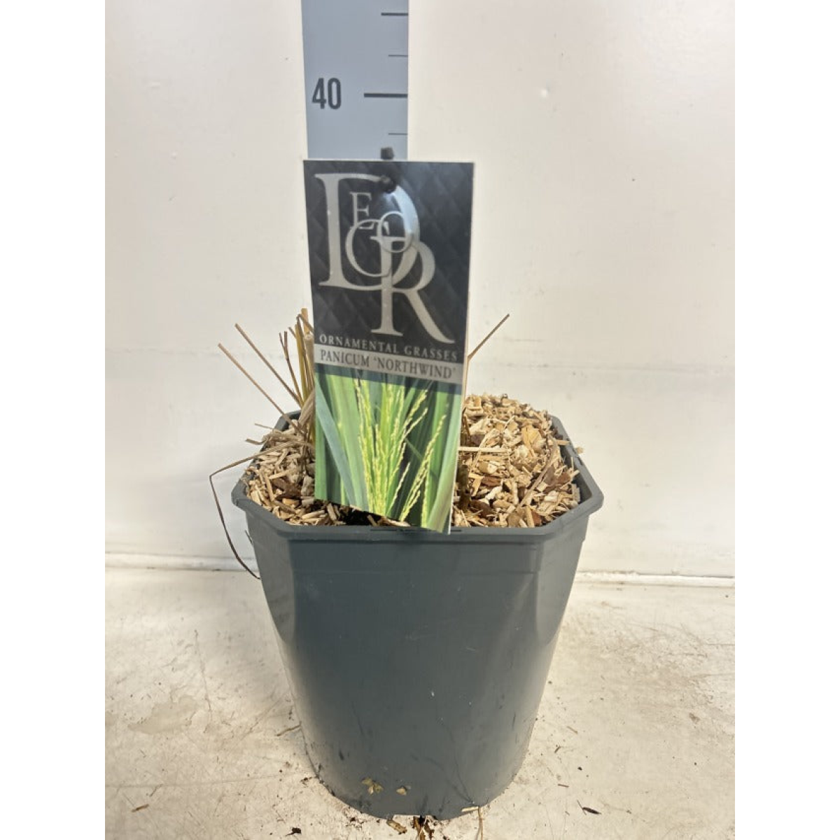 Panicum virigatum Northwind 9cm / 2L / 12L