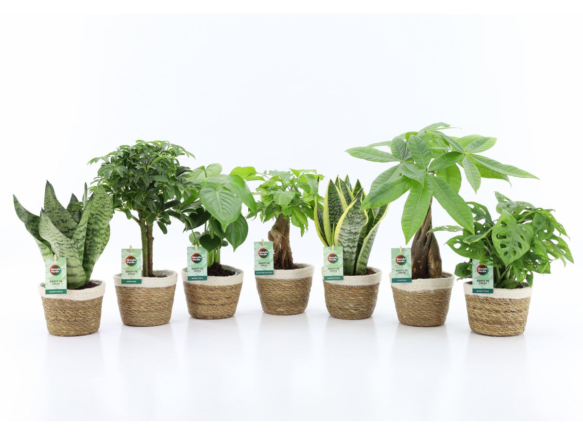 Ov Kamerplanten Gemengd Mand Noah Korb