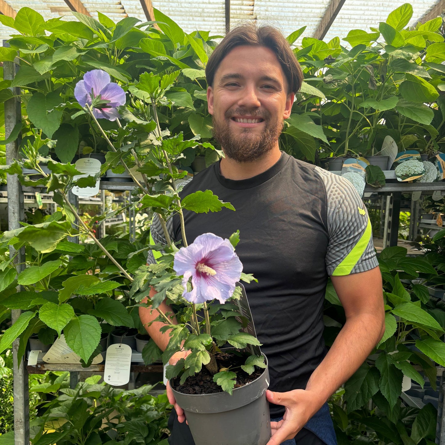 Hibiscus syriacus 'Oiseau bleu' 2L