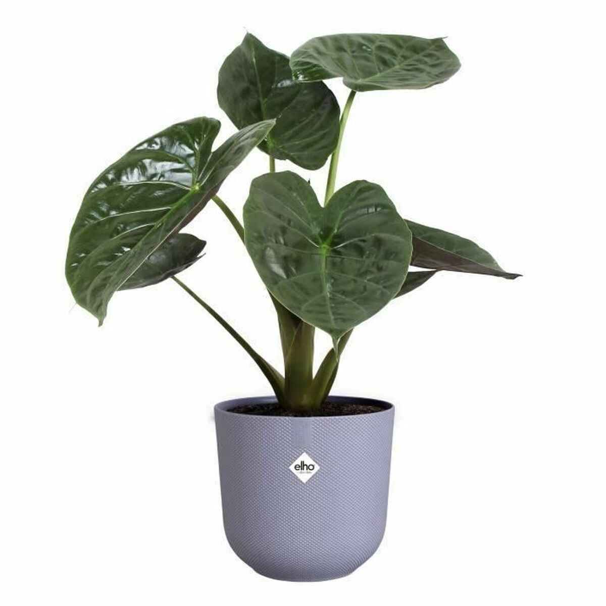 Plant pot Elho