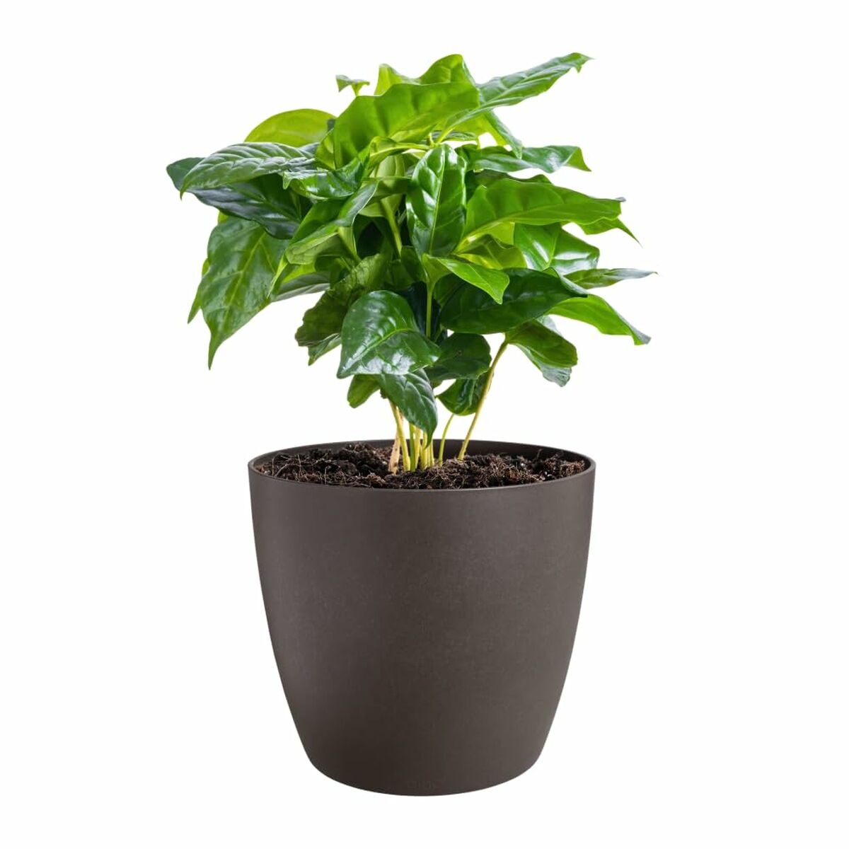 Set of pots Elho Plastic Circular 3 Pieces