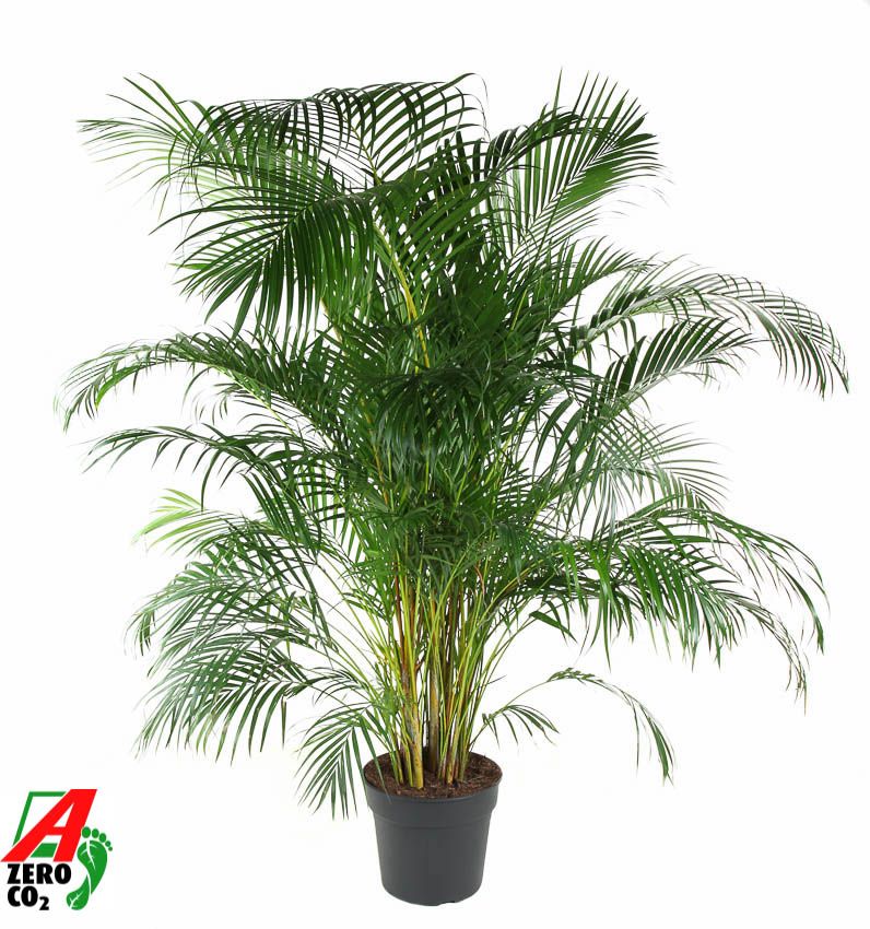 Dypsis Lutescens