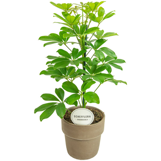 Schef Ar Nora Terracotta Grijs