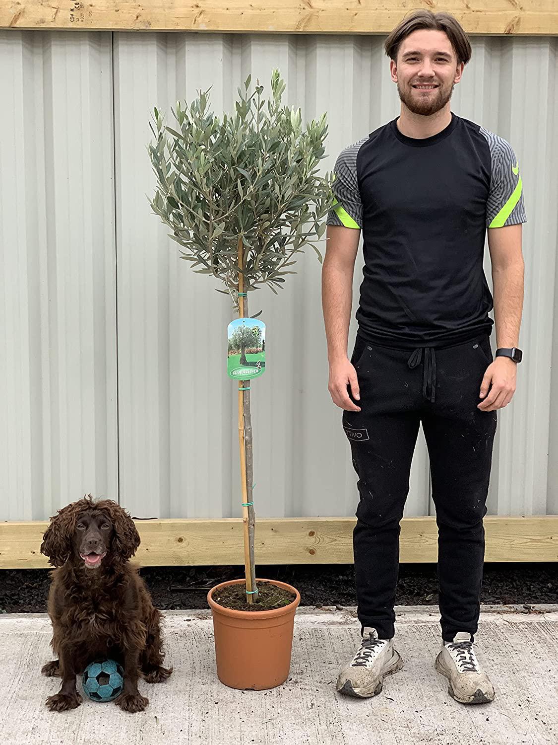 Olive Tree 140-150cm