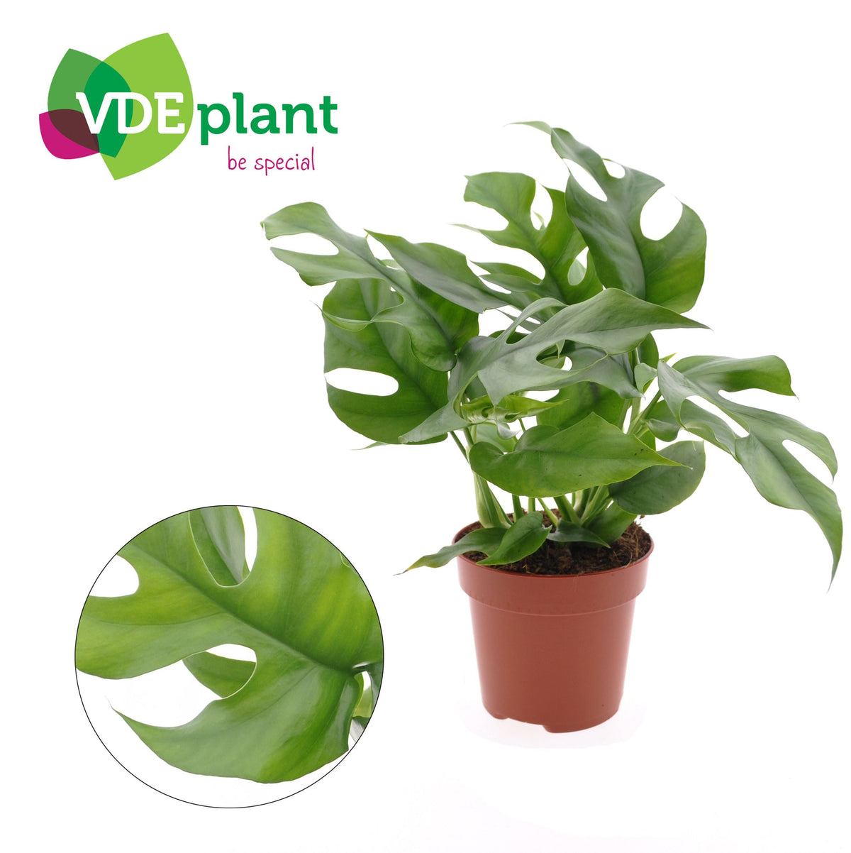 Monstera Minima