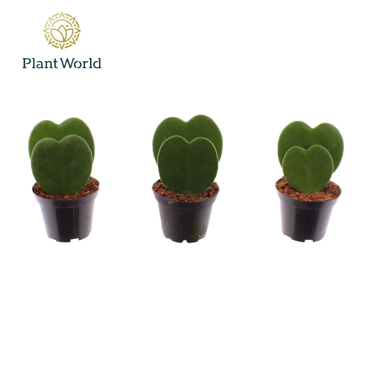 Hoya Kerrii 2pp